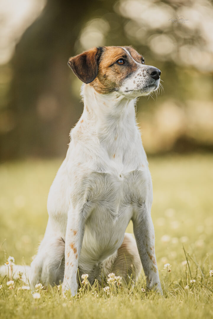 Mischlingshund Panchita sitzt im Gras