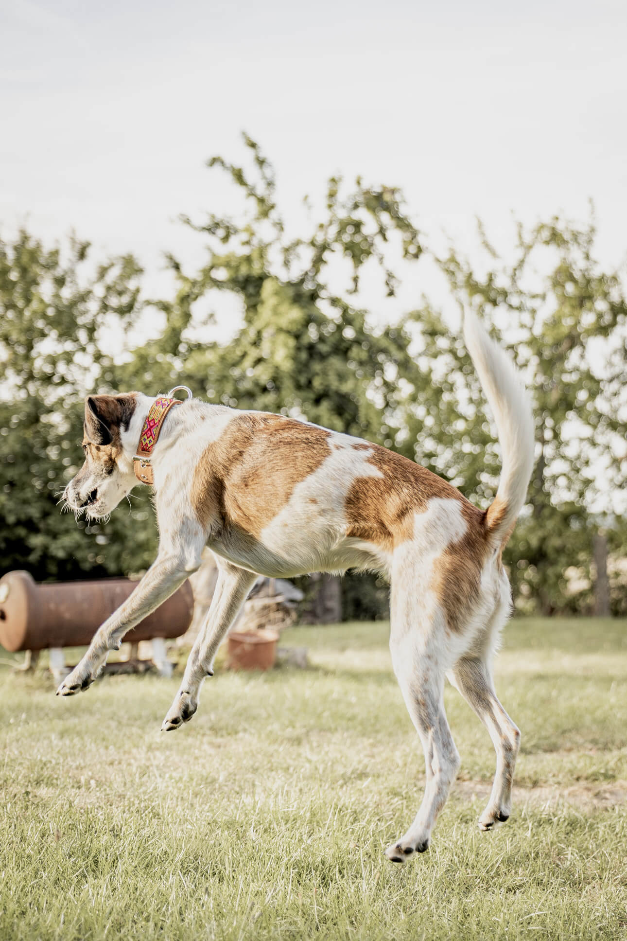 weiß brauner Mischlingshund fliegt nach einem Sprung durch die Luft