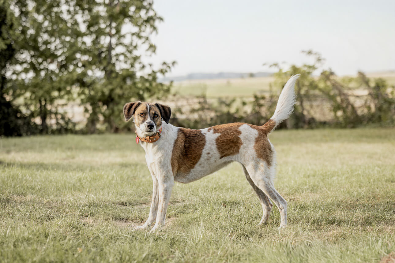 mittelgroßer weiß brauner Mischlingshund steht im Garten und schaut aufmerksam