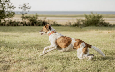 Hundebeschäftigung neu gedacht: Warum dein Hund mehr braucht als nur Auslastung