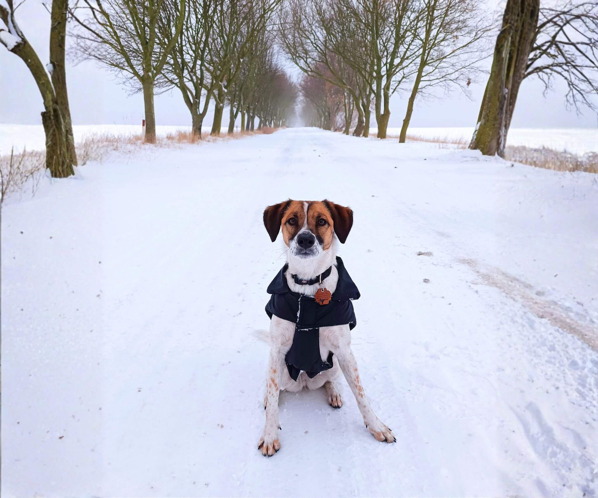 Winter mit Hund kleiner Mischlingshund mit Jacke in Schneelandschaft